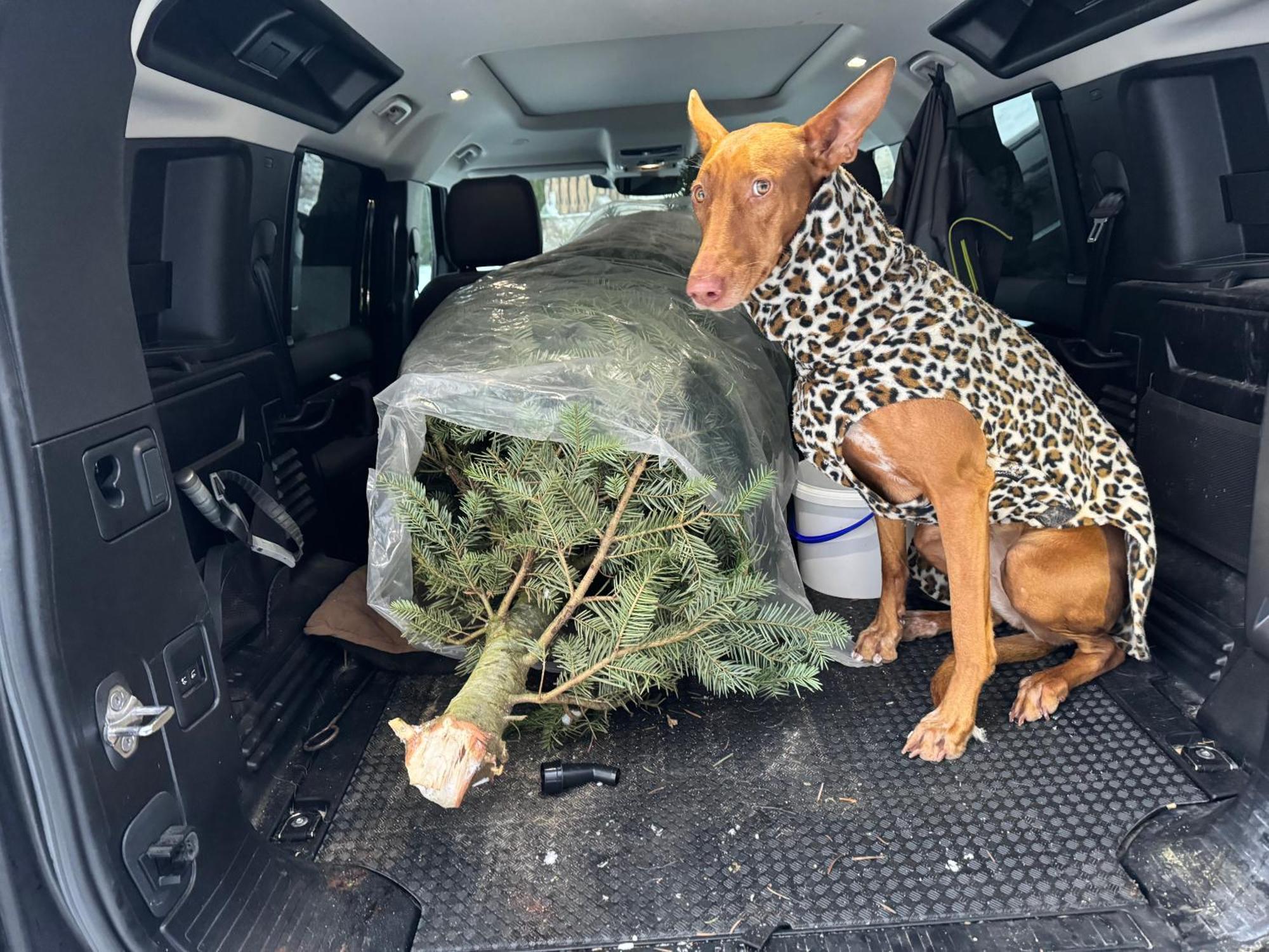 Hundefreundliche Unterkunft Im Muehlviertel In Oberoesterreich Freundorf Екстериор снимка